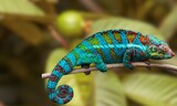 Fototapeta Zwierzęta - The chameleon is a fascinating and highly specialized reptile known for its remarkable ability to change the color of its skin and its distinctive appearance. 