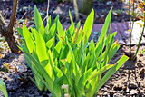 Fototapeta Tulipany - Green plants, sprouts and leaves of bushes in the spring home garden. Close-up view. 