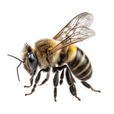 Fototapeta Zwierzęta - honey bee walking isolated on white