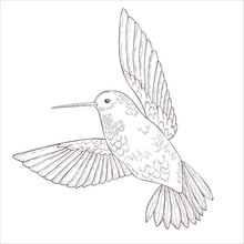 Colibri Vector Illustration On The White Background.