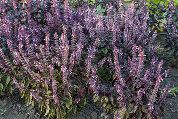 Wall Mural - Bushes of the blooming purple basil on a field