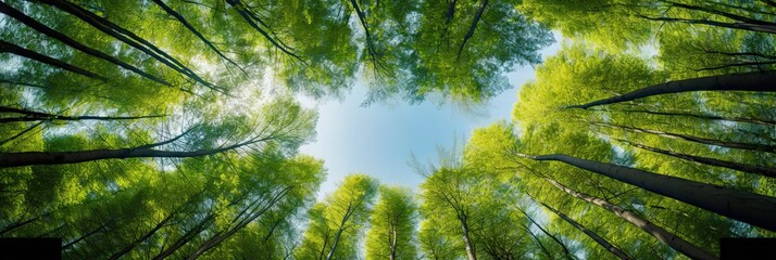 Poster - Into green canopy. Tranquil forest scene. Sunny day. Reaching for sky. Nature umbrella. Trees and sunlight in woods