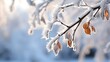 Snow covered alder tree (Alnus glutinosa) branch against defocused background. Selective focus and shallow depth of field.