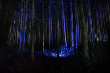 Wall Mural - magical lights sparkling in mysterious forest at night. Nightmare pine forest.