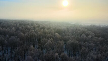 Wall Mural - Aerial view of foggy morning over snow covered white forest with frozen trees in cold winter. Dense wild woodland in wintertime