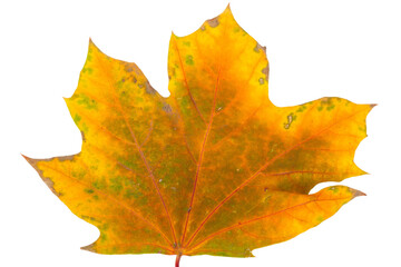 Sticker - Autumn maple branch with leaves isolated on  background