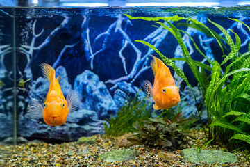 Wall Mural - Orange parrot fish in the aquarium. Red Parrot Cichlid. Aquarium fish