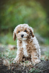  small maltipoo puppy outdoors in greenery and rocks
