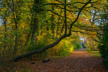 Wall Mural - Empty wooden benches and table under a tree in autumn landscape or city park with orange leaves everywhere, in autumn forest landscape or alley. Concept of weekend in the city park for relaxation