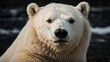 Polar Bear Icy Stare