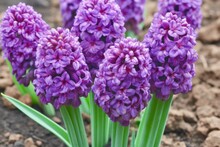 Closeup Of A Cluster Of Purple Hyacinth Flowers Growing In Soil