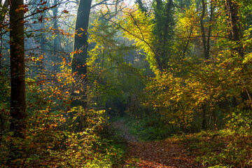 Wall Mural - Beautiful autumn landscape, with the rays of the sun passing gloriously through the trees. Magical fall fairy tale landscape. Golden bright mystical mysterious landscape with fabulous trees