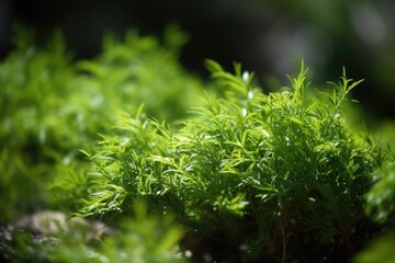 Poster - close up of a green tea shrub growing in nature