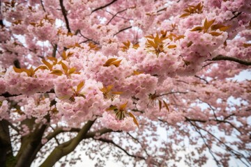 Poster - closeup of tree with cherry blossom flowers blooming on a spring day