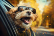 lustiger Hund lehnt sich durch geöffnetes Fenster aus dem fahrenden Auto im Herbst