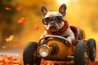 lustiger Hund im Herbst mit dem Tretauto unterwegs