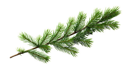 Pine tree branch