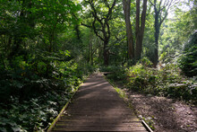 Moseley Bog, Tolkien Old Forest, Black Country UK. Forest Board Walk With Sunlight Shining Through.