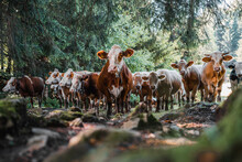 Group Of Cows, One Cow In Front Row, A Brown, Black And White Mixed Herd, Group Together In A Field, Happy And Joyful And Under Trees In Forest. Selective Focus. Milk And Meat Cows Looking To Camera.