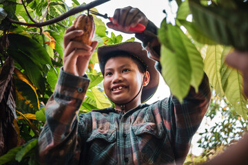 Sticker - Asian kid boy cocoa farmer uses pruning shears to cut the cocoa pods or fruit ripe yellow cacao from the cacao tree. Harvest the agricultural cocoa business produces.