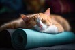 a cat peacefully sleeping on a rolled yoga mat at home