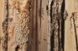 Group of the small termite destroy timber, termites eat wood and destroy buildings