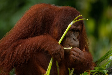 Wall Mural - Adult orangutan busy with eating leaves on a rainy day, close up portrait