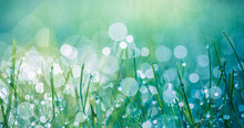 Abstract Lush Green Grass On Meadow With Drops Of Water Dew In Morning Light In Spring Summer Outdoors Closeup Panoramic Macro. Beautiful Artistic Photo Purity Freshness Of Majestic Nature, Copy Space