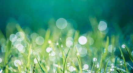 Wall Mural - Abstract lush green grass on meadow with drops of water dew in morning light in spring summer outdoors closeup panoramic macro. Beautiful artistic photo purity freshness of majestic nature, copy space