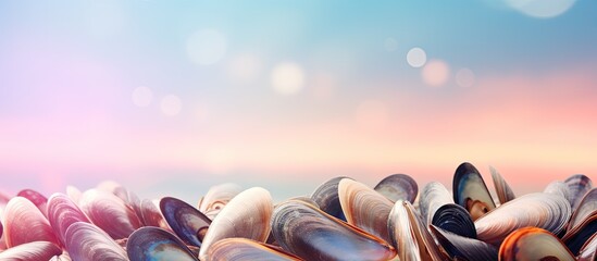 Poster - Backlit isolated pastel background Copy space with empty mussels shells in group