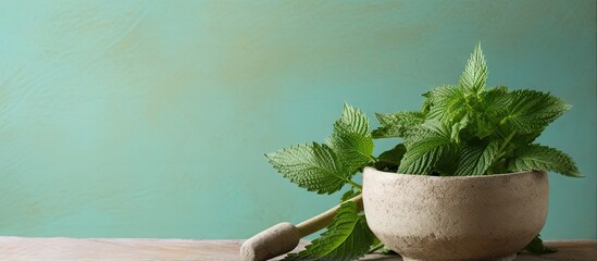 Poster - A closeup image of dried nettle in a mortar with pestle isolated on a isolated pastel background Copy space