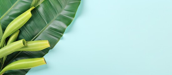 Poster - Banana leaf isolated on a isolated pastel background Copy space