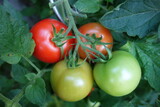 Fototapeta Kuchnia - Tomatenpflanze