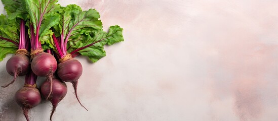 Poster - Beetroot alone isolated pastel background Copy space