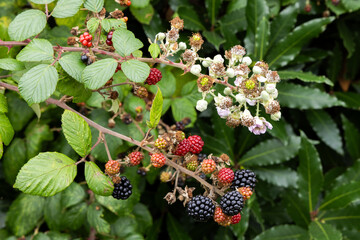 Brambles, Blackberries, illustrating the various stages of growth from blossom to berry