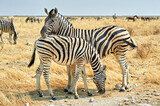 Fototapeta Konie - Namibia. Etosha National Park. Zebras cuddling in the wild