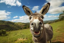 Donkey With A Funny Face On The Background Of Blue Sky