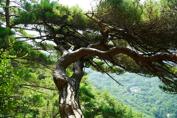 Wall Mural - a bend in an old pine tree