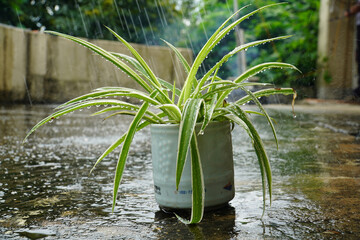 Wall Mural - water drops in a garden