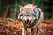 A snarling grey wolf, a powerful symbol of wildlife in the forest, reminding us of the inherent risks in the great outdoors.