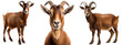 © Flowal93 - brown goat collection (portrait, standing), animal bundle isolated on a white background as transparent PNG