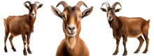 Brown Goat Collection (portrait, Standing), Animal Bundle Isolated On A White Background As Transparent PNG
