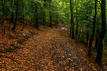 Wall Mural - Fabulous and mysterious path in the decidous beech foggy forest. Location place of Carpathians mountain, Romania, Europe. Image of exotic scene. Vibrant photo wallpapers. Discover the beauty of earth