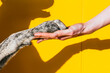 © VISTA by Westend61 - Hand of woman holding dog's paw in front of yellow wall