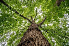 Closeup Of A Tree Trunk With Branches Seen From Below On A Wood Background
