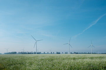 Canvas Print - Potato field in Flevoland || Aadappelveld in Flevoland