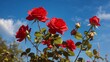 A red rose flower with blue sky