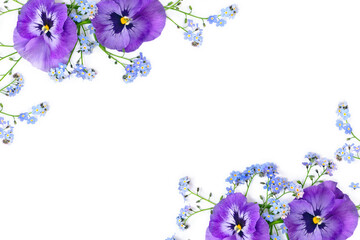 Wall Mural - flowers viola tricolor ( pansy ) and blue wildflowers forget-me-nots on a white background with spac