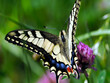 Paź królowej (Papilio machaon) – gatunek motyla dziennego z rodziny paziowatych na letniej łące