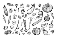 Vegetables Sketch Big Set, Hand Drawn Illustration On White Background. Harvesting, Vegetarianism.